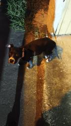 Found/Stray Female Dog last seen Next to a stripes posada de las palmas apmts, Brownsville, TX 78521