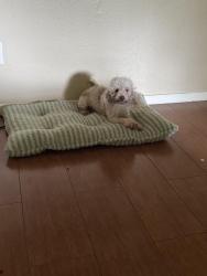 Reunited Male Dog last seen Hughes ranch, mchard, 288, Pearland, TX 77584