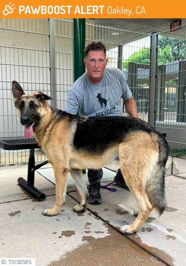 Found/Stray Male Dog last seen March Creek x Delta Road, Oakley, CA 94548