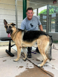 Found/Stray Male Dog last seen March Creek x Delta Road, Oakley, CA 94548