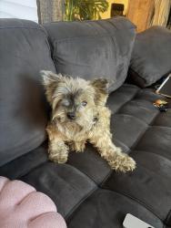 Reunited Female Dog last seen Near Rodman St, Hollywood, FL 33020