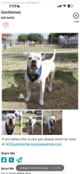 Reunited Male Dog last seen Near Muegge, San Antonio, TX 78202