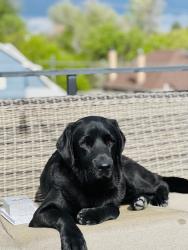 Lost Male Dog last seen 39th and Wyandot (close to Zuni and 38th), Denver, CO 80211