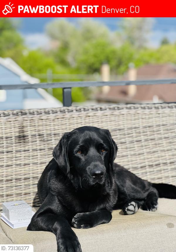 Lost Male Dog last seen 39th and Wyandot (close to Zuni and 38th), Denver, CO 80211