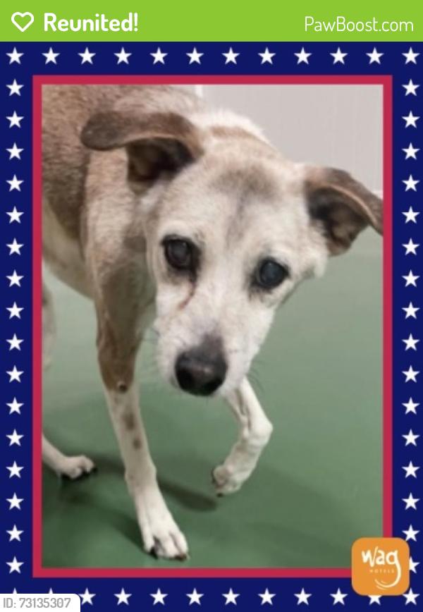 Reunited Male Dog last seen Near Duncan Way, Roseville, CA 95678