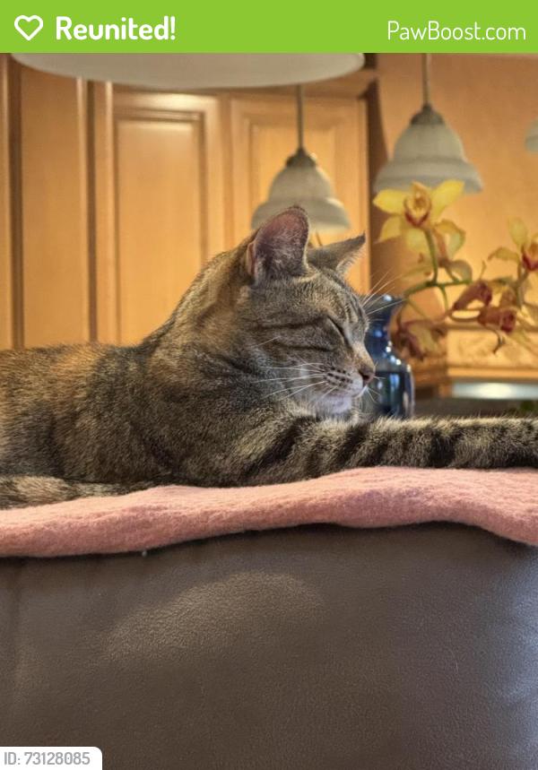 Reunited Female Cat last seen North Alamo, CA near Crest/ Hillgrade, Alamo, CA 94507