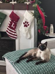 Lost Male Cat last seen Greger and Crane, Oakdale, CA 95361