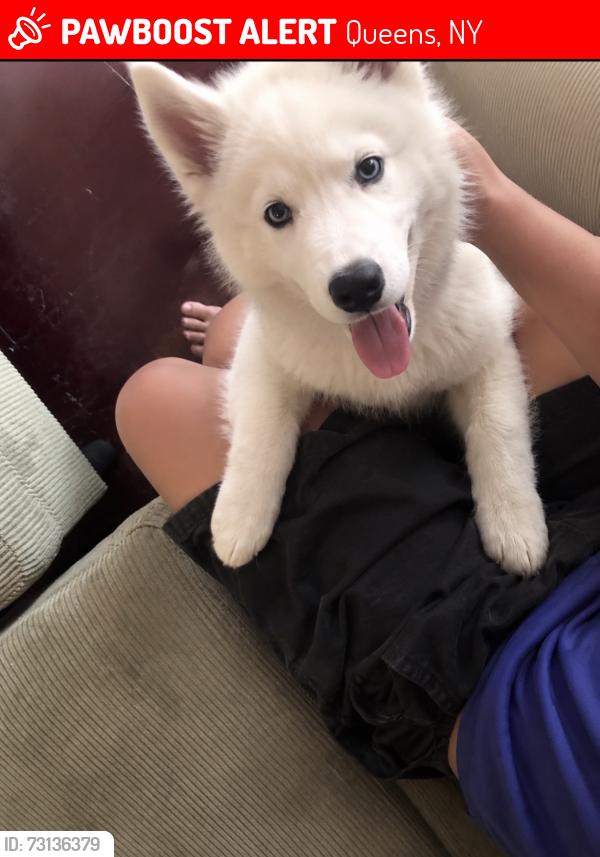 Lost Male Dog last seen Queens elmurths street, Queens, NY 11368