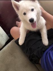 Lost Male Dog last seen Queens elmurths street, Queens, NY 11368