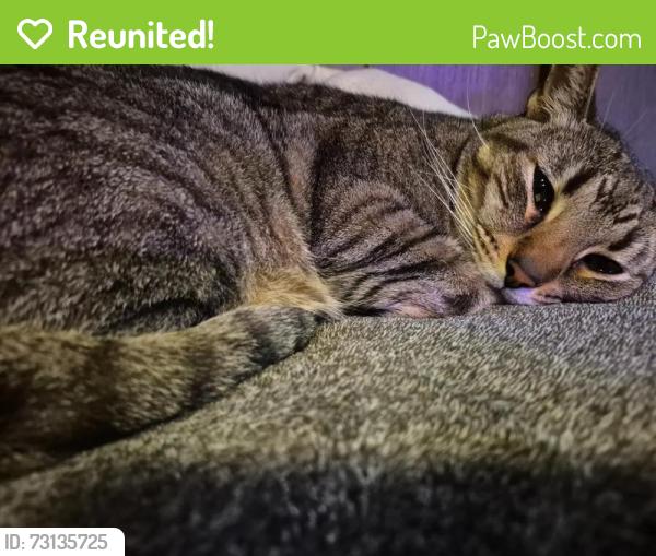Reunited Male Cat last seen Pioneer Trail, Mantua, OH 44255