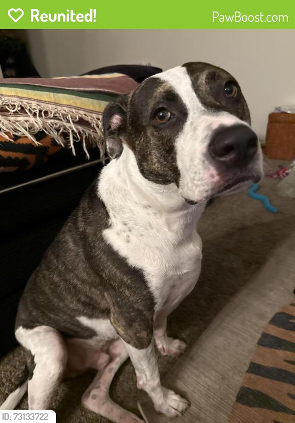 Reunited Male Dog last seen Near NE Davis St, Portland, OR 97232