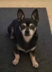 Reunited Male Dog last seen 17th and U Street, Sacramento, CA 95818