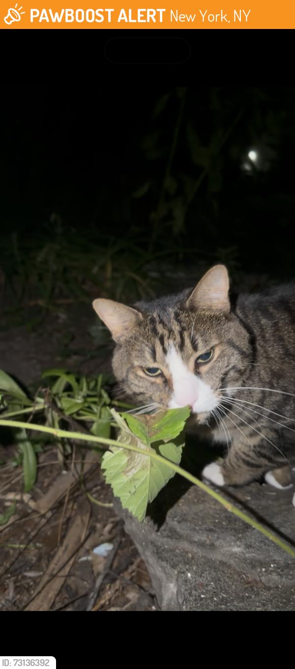 Found/Stray Female Cat last seen 7th and Ave c, New York, NY 10009