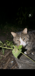 Found/Stray Female Cat last seen 7th and Ave c, New York, NY 10009