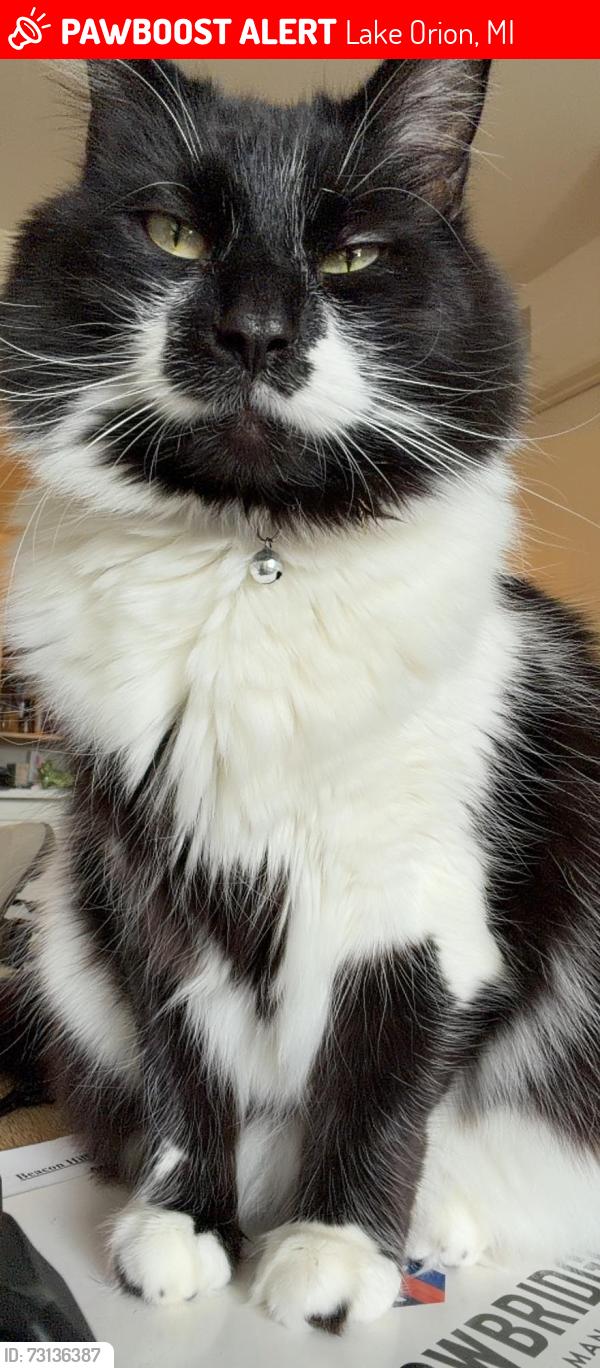 Lost Male Cat last seen T Mobile,, Lake Orion, MI 48362