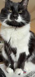 Lost Male Cat last seen T Mobile,, Lake Orion, MI 48362