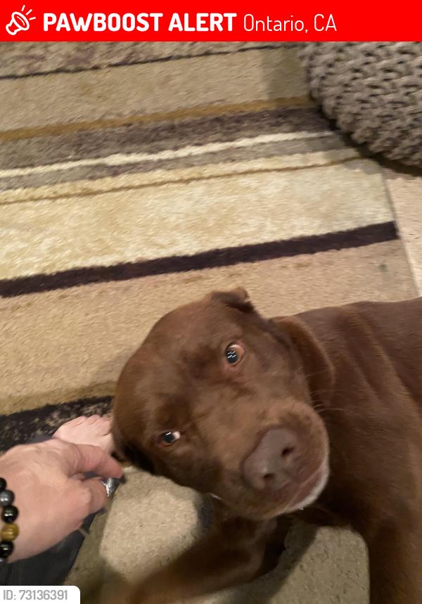 Lost Male Dog last seen Riverside/Archibald, Ontario, CA 91761