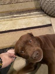 Lost Male Dog last seen Riverside/Archibald, Ontario, CA 91761
