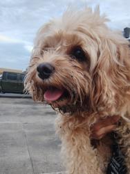 Reunited Male Dog last seen Near Walzem Rd ste a, San Antonio, TX 78218, USA, Windcrest, TX 78218