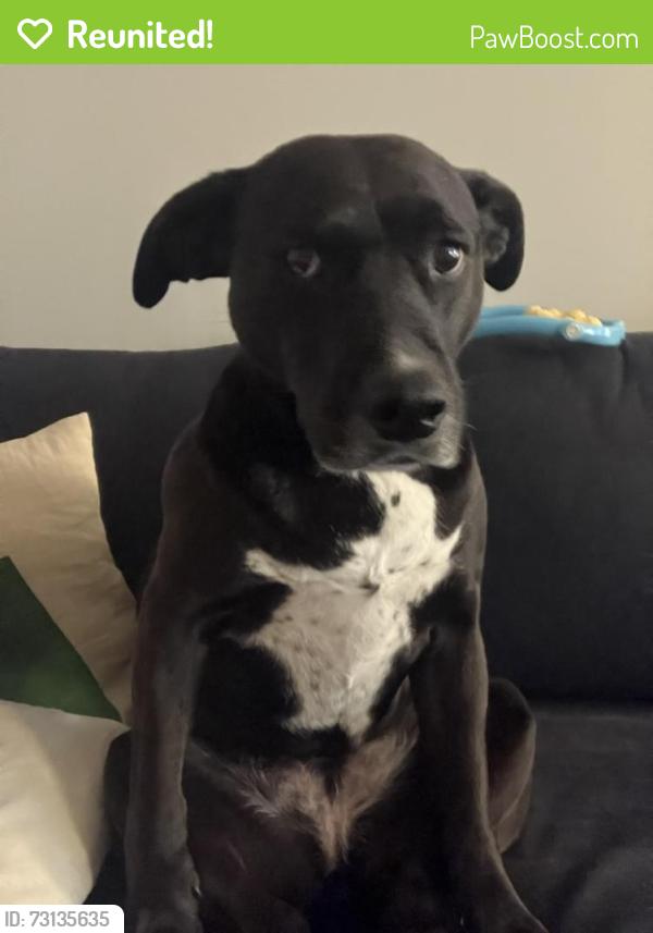 Reunited Female Dog last seen Near NY-32 highland mills ny 10930, Woodbury, NY 10930