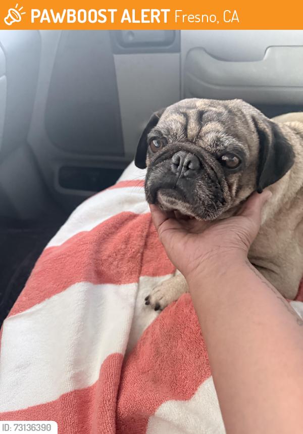 Found/Stray Male Dog last seen Fresno/Barstow at EECU, Fresno, CA 93710