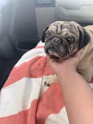 Found/Stray Male Dog last seen Fresno/Barstow at EECU, Fresno, CA 93710