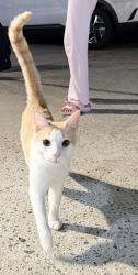 Found/Stray Unknown Cat last seen Williard Rd, Beeson Rd, route 150, Oak Ridge, NC 27310