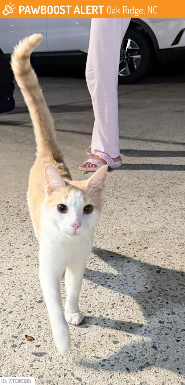 Found/Stray Unknown Cat last seen Williard Rd, Beeson Rd, route 150, Oak Ridge, NC 27310