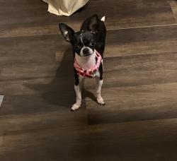 Reunited Female Dog last seen Francisco and 36th, Chicago, IL 60632