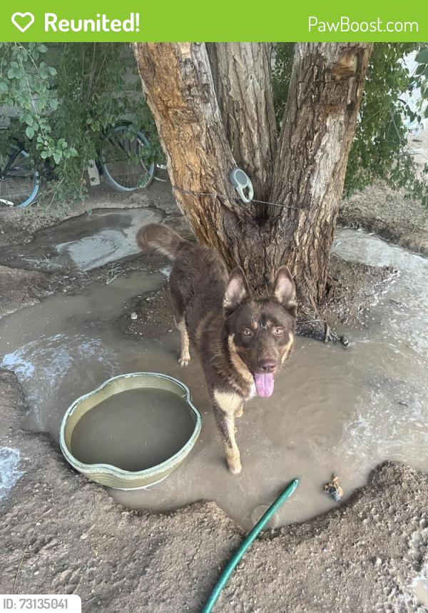 Reunited Male Dog last seen Lamb and Alexander, Las Vegas, NV 89115