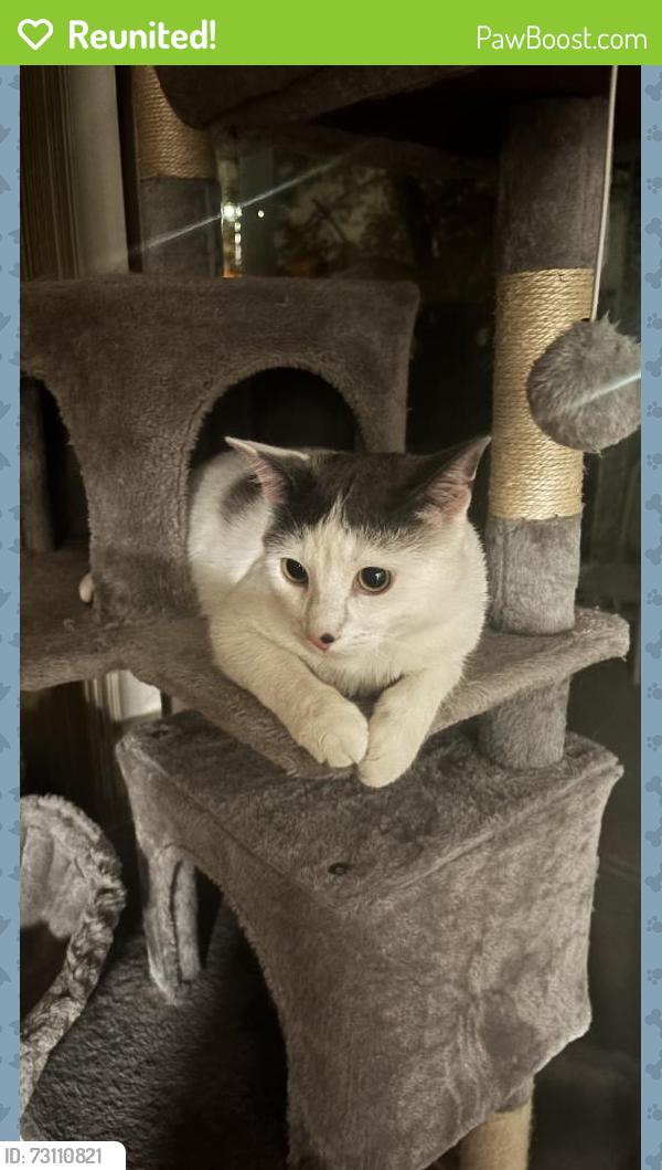 Reunited Male Cat last seen Near and Schoenherr Rd., Warren, MI 48088