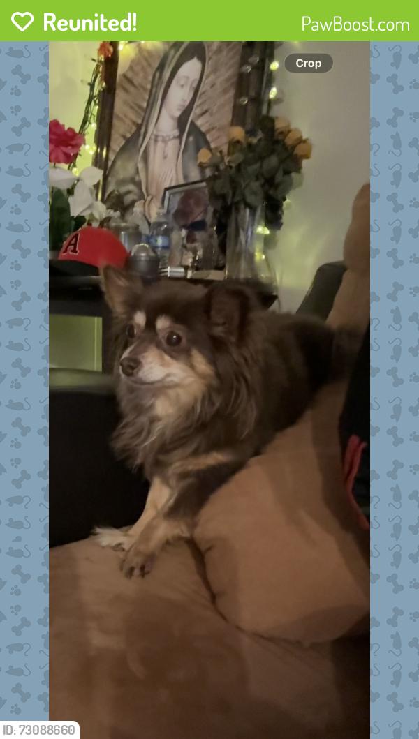 Reunited Female Dog last seen Near locust Ave Fontana CA 92335, Fontana, CA 92335