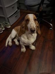 Reunited Female Dog last seen mission and ajo, Tucson, AZ 85713