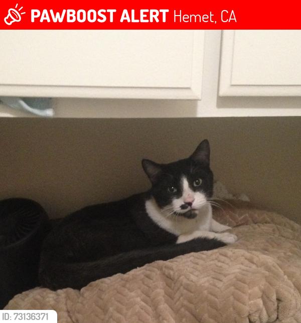 Lost Male Cat last seen W fruitvale and n palm, Hemet, CA 92543