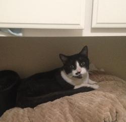 Lost Male Cat last seen W fruitvale and n palm, Hemet, CA 92543