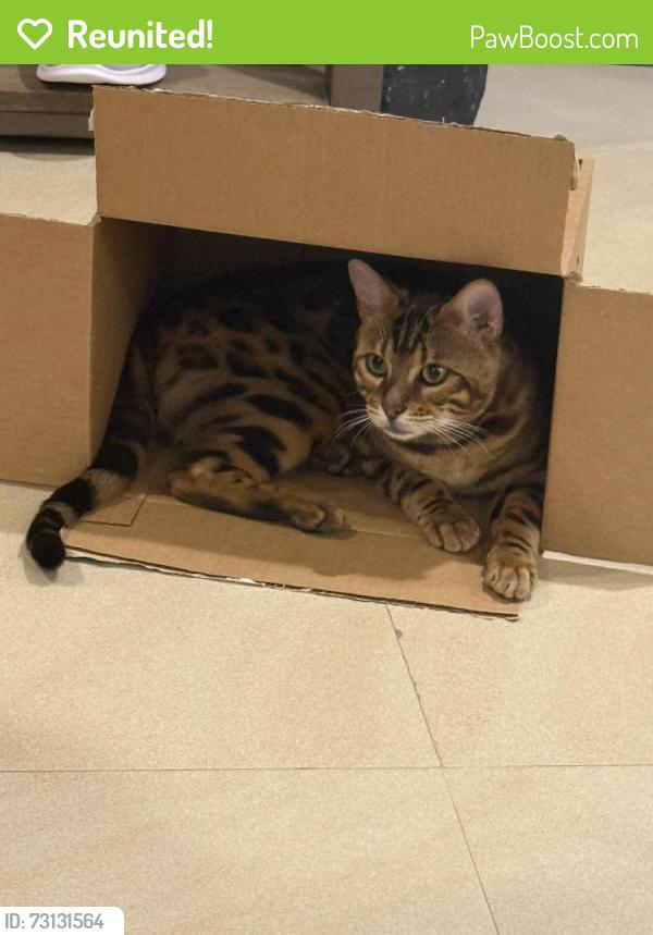 Reunited Male Cat last seen Bristol terrace, La Mirada, CA 90638