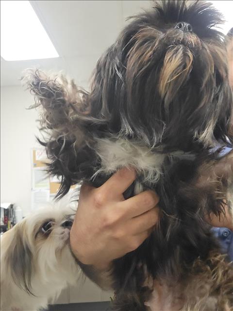 Shelter Stray Female Dog last seen , 14409 Vanowen St, Van Nuys, CA 91405, USA