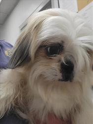 Shelter Stray Female Dog last seen , 14409 Vanowen St, Van Nuys, CA 91405, USA