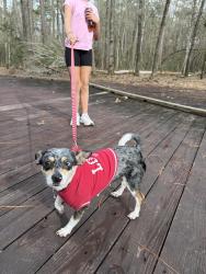 Lost Female Dog last seen Violet st and oats st, Pasadena, TX 77503