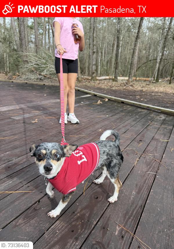 Lost Female Dog last seen Violet st and oats st, Pasadena, TX 77503