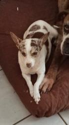 Lost Female Dog last seen Imperial valley and whitehall dr, Houston, TX 77060
