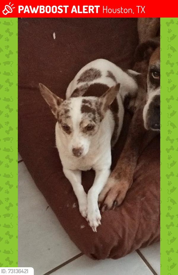 Lost Female Dog last seen Imperial valley and whitehall dr, Houston, TX 77060