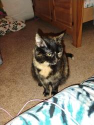 Lost Female Cat last seen Near, Kent, OH 44240