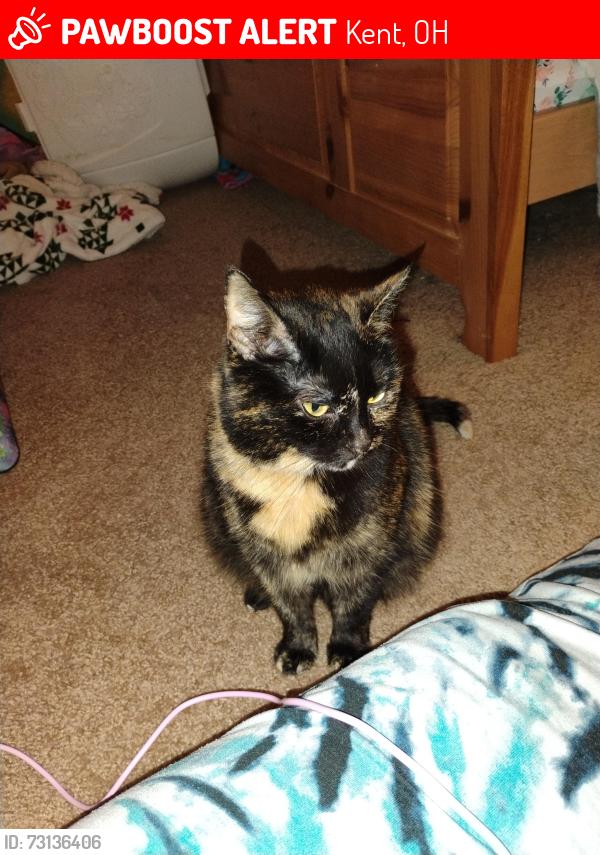 Lost Female Cat last seen Near, Kent, OH 44240