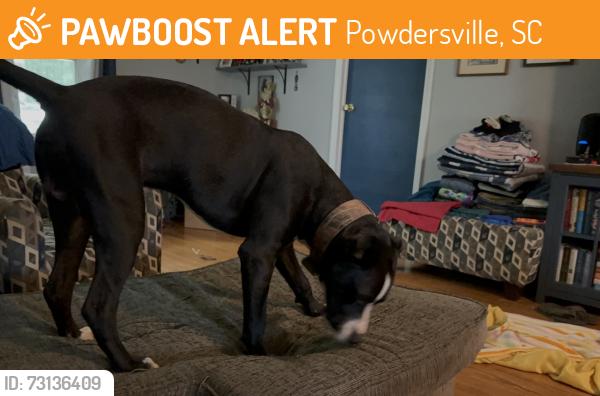 Found/Stray Male Dog last seen rt. 153 and Frontage, Powdersville, SC 29673