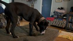 Found/Stray Male Dog last seen rt. 153 and Frontage, Powdersville, SC 29673