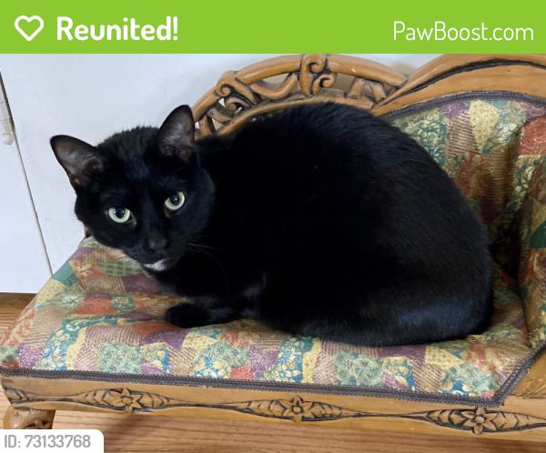 Reunited Male Cat last seen 42nd and Grant St., Portland, OR 97214