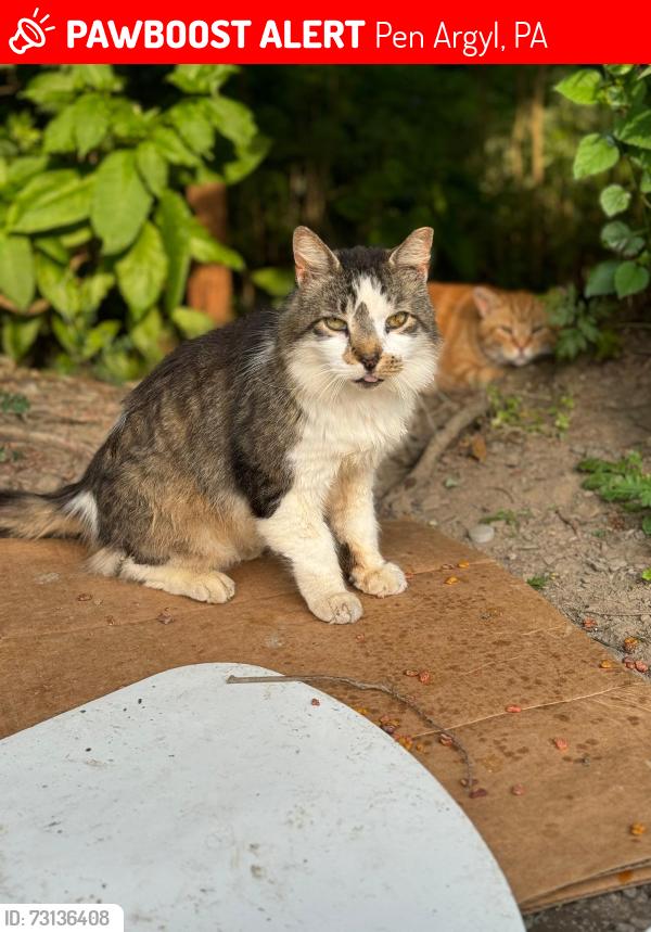 Lost Male Cat last seen blue valley drive, pen argyl, pa, Pen Argyl, PA 18072