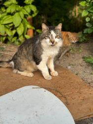 Lost Male Cat last seen blue valley drive, pen argyl, pa, Pen Argyl, PA 18072