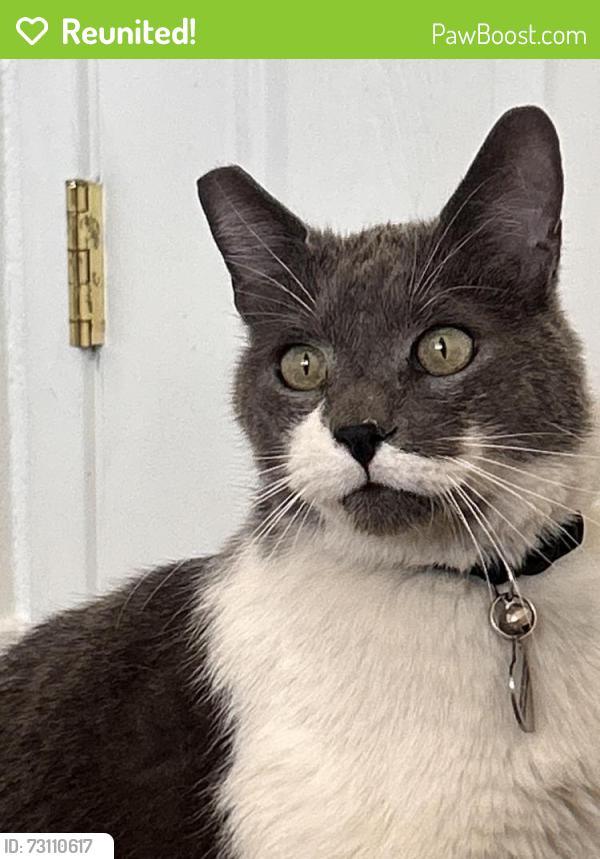Reunited Male Cat last seen Walnut, North Las Vegas, NV 89030